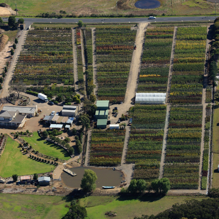 Buying Trees Mornington Peninsula Native Trees Mount Martha, Tree Supply Dromana, Tree Nursery Mount Eliza, Tree Delivery Moorooduc, Citrus Trees Mornington