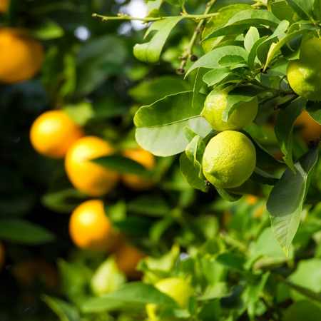 Citrus Trees Mornington, Native Trees Moorooduc, Ornamental Trees Dromana