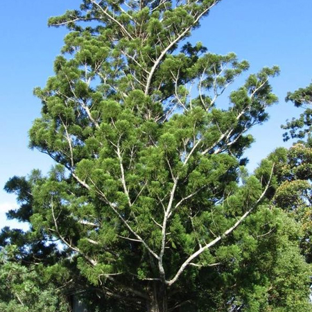 Native Trees Moorooduc, Citrus Trees Mount Eliza, Ornamental Trees Dromana