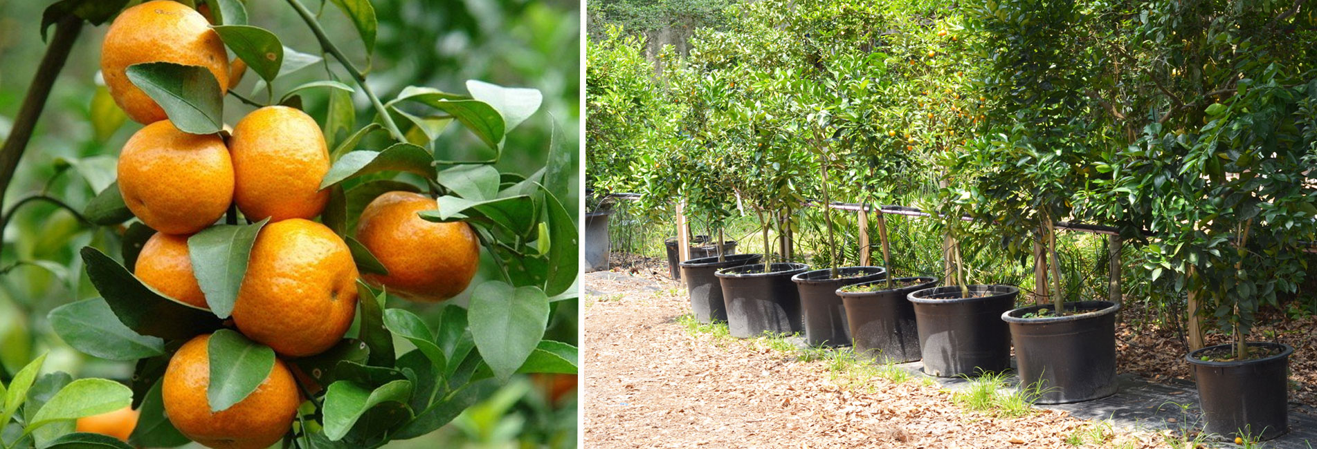 Ornamental Trees Dromana, Tree Delivery Mount Martha, Native Trees Moorooduc