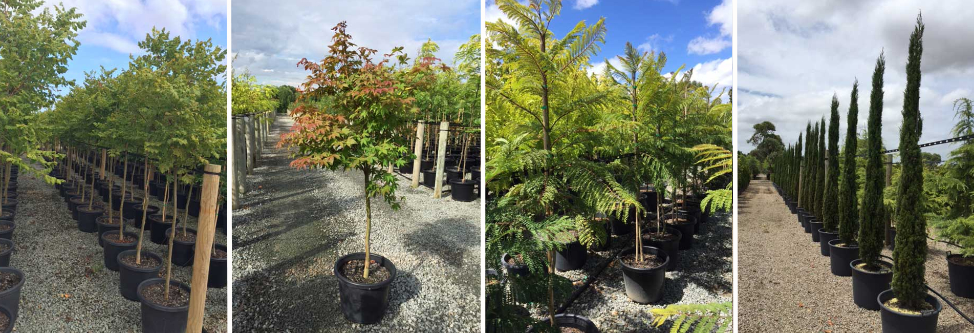 Tree Delivery Dromana, Tree Nursery Mornington, Ornamental Trees Mount Eliza