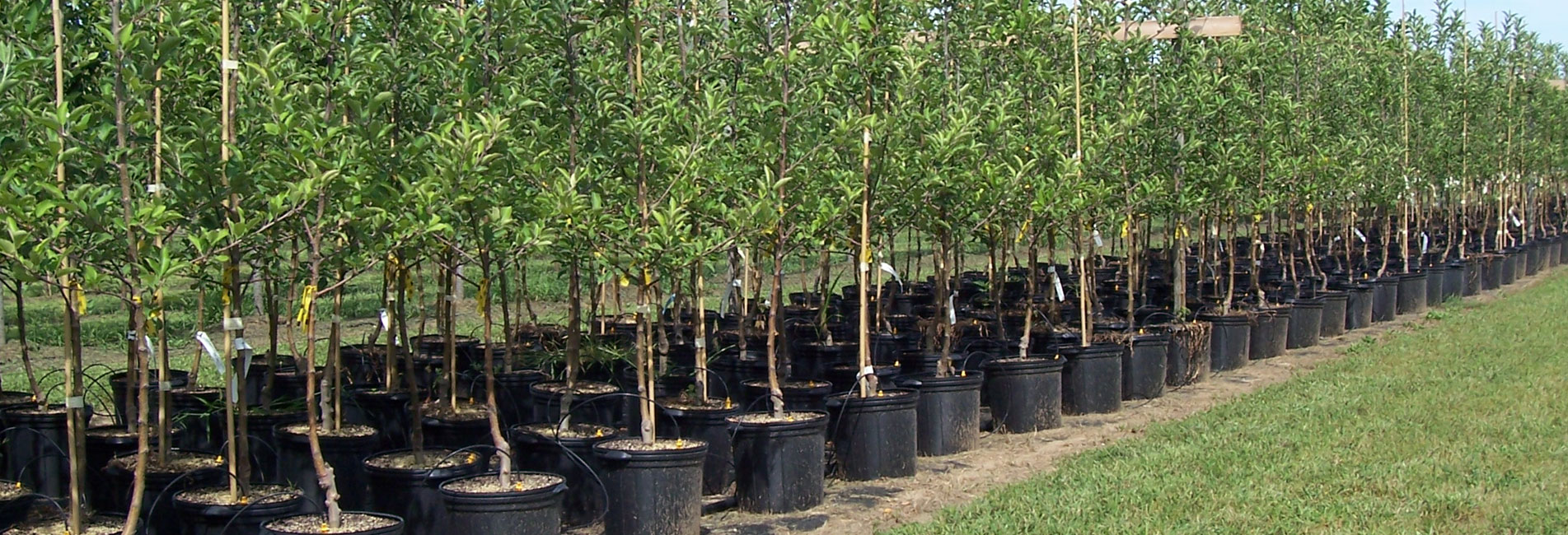 Tree Nursery Dromana, Ornamental Trees Moorooduc,  
Citrus Trees Mount Eliza 