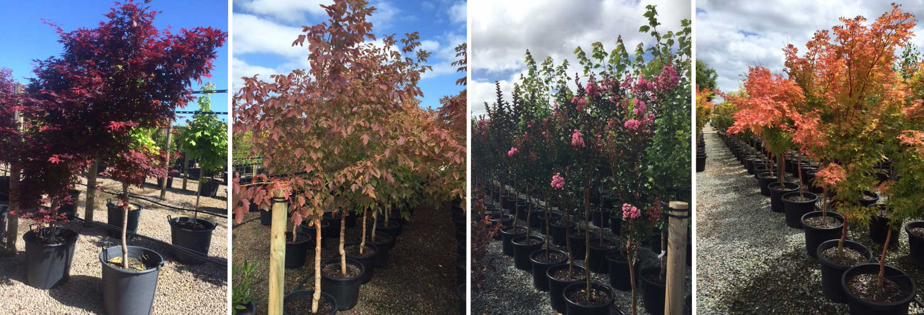 Mornington Tree Delivery