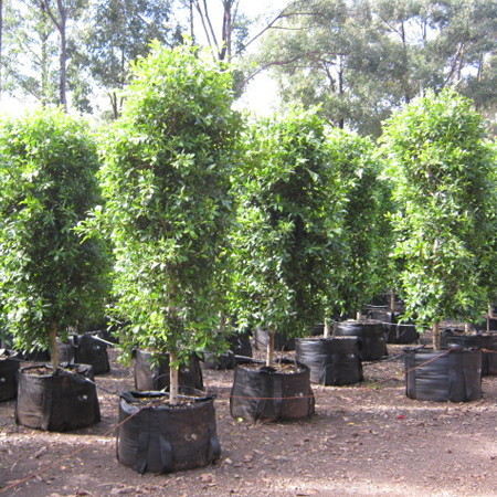 Tree Supply Dromana, Native Trees Mount Martha, Tree Nursery Mornington Peninsula 